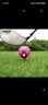 PGM高尔夫彩色练习球 二层练习球双层彩球 golf用品礼盒12粒盒装 实拍图