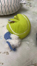 babycare&BCTOYS电动毛绒跳跳球婴儿学说话复读玩具0-1岁宝宝-西高地 实拍图