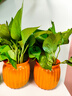 【绿萝盆栽】吸甲醛净化空气水培绿植物懒人花卉好养搬家礼物全 【畅销2盆】绿萝+橙色南瓜盆自吸水 整体含盆高度20-25cm 实拍图