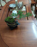 【清香木盆景】飘枝老桩花卉好养绿植盆栽茶桌高档年货带花盆底座 酒壶盆清香木15-20+底座+小沙弥 实拍图