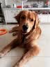 TRUELOVE狗狗项圈小中大型犬脖圈防勒泰迪金毛透气舒适反光宠物脖圈狗圈 桔色（不含牵引绳） 2XL【55-60cm】-建议30-42kg选择 实拍图