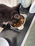 HELLOJOY猫碗狗碗304不锈钢猫食盆防打翻猫咪喝水碗保护颈椎增高宠物饭碗 实拍图