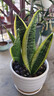 佰花锦金边虎皮兰盆栽好养常青绿植好养矮脚花卉室内客厅办公室耐旱 3颗精品金边虎皮兰裸根 整体高度约25-35cm 实拍图