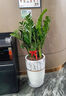 绿韵花田【两小时达】发财树金钱树散尾葵天堂鸟大型室内开业送礼好养绿植 金钱树 实拍图