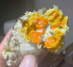 【活蟹】蟹叁钳庄全母大闸蟹2.8-3.1两8只去绳足重鲜活螃蟹现货生鲜水产海鲜礼盒 实拍图