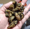 生蚝干 牡蛎干海蛎子干货 生蚝干50g 实拍图
