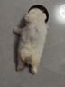 KONOKO宠物免洗泡沫幼猫幼犬干洗泡沫免水洗猫咪狗狗免洗沐浴露500ml 实拍图