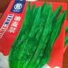 孔雀菜紫叶生菜不打药不生虫生吃脆甜高营养直立生菜四季播生菜 正品甜脆油麦菜种子约7500粒5包 实拍图