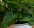双盟绿萝盆栽除甲醛花卉绿植办公室新房净化空气180加仑2盆装源头直发 实拍图