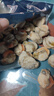 初鲜大号冷冻带黄扇贝肉净重2斤约80-120颗烧烤火锅食材海鲜水产送礼 实拍图