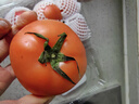 童年味道西红柿约1kg 实拍图
