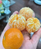 京鲜生 广西砂糖橘 净重4.5斤 单果35-45mm  生鲜礼品 源头直发包邮 实拍图
