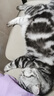 KONOKO宠物湿巾猫咪擦眼去泪痕除臭味狗狗用品全身免洗清洁专用湿纸巾 实拍图