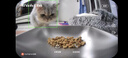 霍曼（Homerun）AI智能宠物自动喂食器视频版 猫狗喂食定时定量摄像头可视 可插卡 实拍图