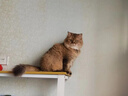 力狼猫罐头补水汤罐猫咪汤包幼猫成猫零食宠物食品猫湿粮 【7罐】混合口味补水罐85g 实拍图