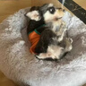 憨憨乐园狗窝猫窝垫子小型犬泰迪宠物窝床猫咪狗狗四季保暖窝垫子长毛窝M 实拍图