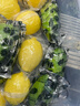京鲜生 安岳黄柠檬 8粒 单果95-120g 生鲜水果 实拍图