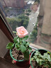 瑞典女王月季夏季耐晒灌木月季带花苞四季开花玫瑰大苗阳台庭院 艾莎+果汁+女王+奶油龙沙四颗原盆原土发货 实拍图