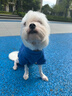 欢宠网宠物狗狗衣服猫咪猫小狗小猫泰迪比熊猫猫小型犬幼犬冬季保暖服饰 实拍图