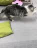 【京东快递】仙女逗猫棒猫咪玩具带铃铛逗猫神器耐咬羽毛逗猫棒 羽毛蓝色款1支 实拍图