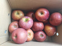 【盐源苹果馆】高山老树果大凉山丑苹果盐源苹果冰糖心苹果 12枚大果 净重5斤+(80-85mm) 实拍图