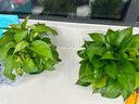 双盟绿萝盆栽除甲醛花卉绿植办公室新房净化空气180托盘4盆装源头直发 实拍图