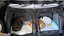 憨憨宠宠物车载垫汽车后排狗狗车载垫车载窝防脏坐垫车用狗垫大型犬垫子 全封闭免安装+可视网【手提款】灰色双笼 实拍图