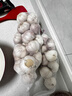 山东金乡蒜大蒜出口标准精选大蒜头蔬菜调料单果5cm 出口标准网兜装箱 1300g 5-5.5cm特大 实拍图