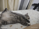 皇家绝育成猫粮 SA37通用粮1-7岁4.5KG 实拍图