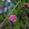 永诺（YONGNUO） YN50mm F1.8适用于索尼口适用于尼康口微单大光圈自动对焦镜头 YN50mm F1.8S Lite 索尼E 半幅黑 实拍图