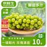 京鲜生阳光玫瑰香青提净重4.5-5斤装单果10g 葡萄/提子 水果源头直发 实拍图