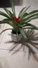 美观大方年销花鸿运当头大型盆栽绿植大凤梨客厅装饰送礼好养 【1盆】鸿运当头小红星+白色南瓜盆+肥料 【年宵花】鸿运当头 实拍图