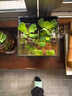 疯狂水草（FKSC）真水草鱼缸造景套餐净化水质懒人鱼缸水草植物直接入缸蜈蚣草 【赛级精品】专业搭配适合20-30缸 实拍图
