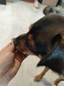 宝路狗磨牙棒狗狗零食 洁齿棒中小型犬成犬狗75g*12包泰迪法斗柯基 实拍图