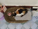 汪野君养猫新手全套用品猫砂盆套装喂食喂水器绒布猫窝猫玩具组合十件套 实拍图