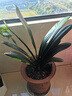 大盆君子兰盆栽名贵国宝级花卉苗绿植物圆头和尚室内客厅四季好养 大苗当年开花】12-14片叶子+带土 送肥料 实拍图