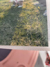 【超清100张】世纪开元洗照片冲印打印相片在线冲印多地次日达手机照冲洗可塑封定制作相册纪念礼物6英寸 实拍图