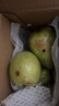 奶油白心芭乐番石榴新鲜当季水果低脂轻食现摘现发【赠酸梅粉】 2斤（单果100克起） 实拍图