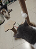 HELLOJOY猫抓板猫爬架一体耐磨不掉屑剑麻抓柱耐抓逗猫棒猫咪玩具自嗨解闷 实拍图