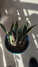 佰花锦金边虎皮兰盆栽好养常青绿植好养矮脚花卉室内客厅办公室耐旱 3颗精品金边虎皮兰裸根 整体高度约25-35cm 实拍图