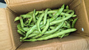 高山四季豆新鲜应季蔬菜豆角豆青现摘现发炒熟食用京东物流 带箱2斤 实拍图