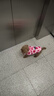 HELLOJOY狗狗零食宠物泰迪金毛幼犬成犬训练奖励 营养牛肉粒2.7斤 实拍图