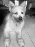 麦富迪狗粮 藻趣儿狗粮成犬粮牛肉螺旋藻 均衡营养15kg/30斤 实拍图