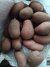 【真便宜】红皮土豆高原黄心土豆马铃薯红皮黄心洋芋 蔬菜水果 红皮土豆 4斤 单果1-3两 实拍图