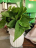 【绿萝盆栽】吸甲醛净化空气水培绿植物懒人花卉好养搬家礼物全 【1盆】绿萝+白色南瓜盆自吸水 整体含盆高度20-25cm 实拍图