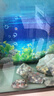 森悠（SARYOR）斑马鱼小型观赏鱼水草缸群游热带鱼活体鱼 紫豹纹蝶翼斑马4条3-5cm 实拍图