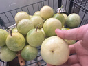 黄金百香果钦蜜9号大果孕妇新鲜当季鲜果妃多多 钦密9号百香果70-90g 整箱4.5斤 爆甜【产地直发】越皱越甜 实拍图