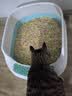 奥莉特猫砂豆腐猫砂除臭低尘可冲厕混合猫砂大袋囤货装猫咪用品 彩色豆腐猫砂【豆腐随机】 10斤 实拍图