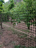 界图 塑料网格防护养殖养鸡围栏网玉米网围栏安全网防护网格护栏围网 1.5米高+3厘米孔+扎带 2.3mm厚(50米/卷)【简单防护】 实拍图