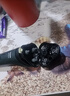 飞利浦（PHILIPS）电动剃须刀新一代旋风1系刮胡刀 风驰切剃3D浮动刀头 送老公 送男友 父亲生日礼物 实拍图
